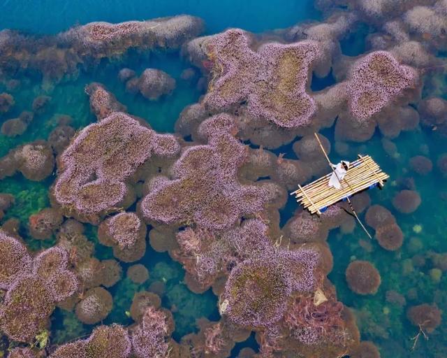 國家蘑菇地理：中國哪里的蘑菇最好吃？