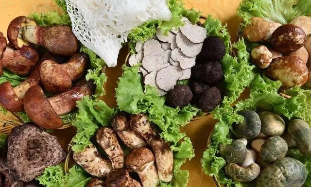 國家蘑菇地理：中國哪里的蘑菇最好吃？