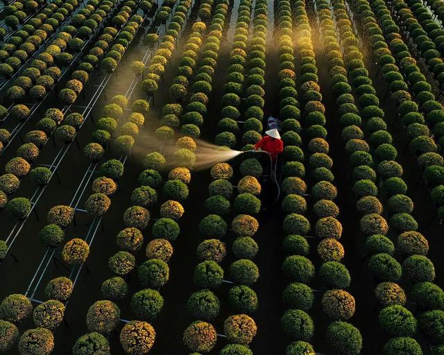 國家蘑菇地理：中國哪里的蘑菇最好吃？