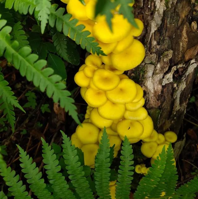 國家蘑菇地理：中國哪里的蘑菇最好吃？