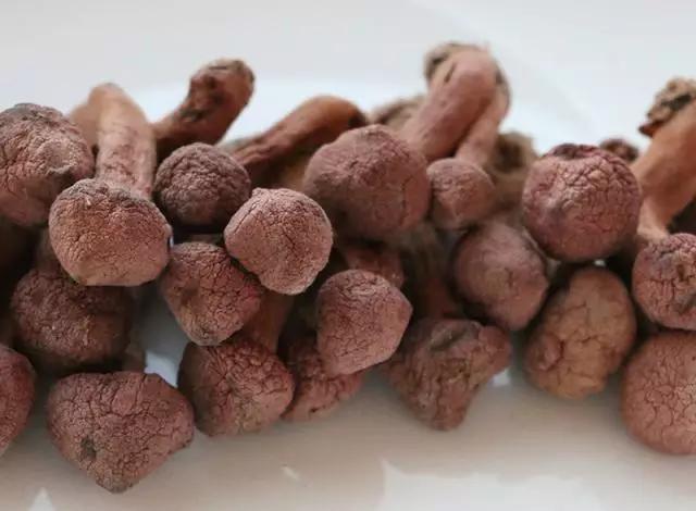 國家蘑菇地理：中國哪里的蘑菇最好吃？