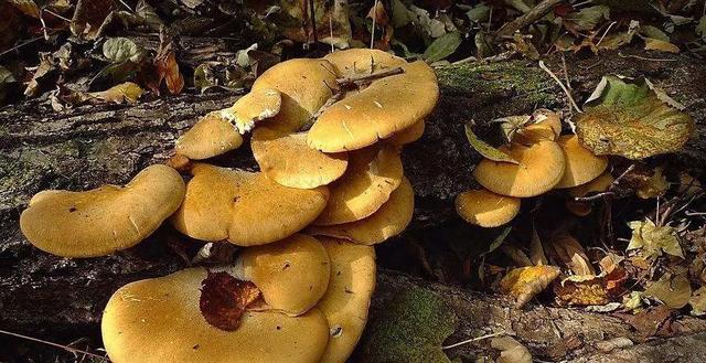 國家蘑菇地理：中國哪里的蘑菇最好吃？