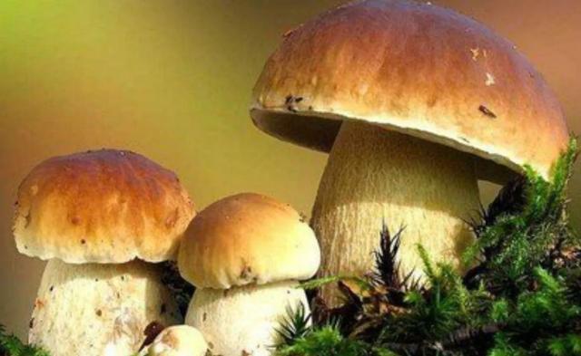 國家蘑菇地理：中國哪里的蘑菇最好吃？