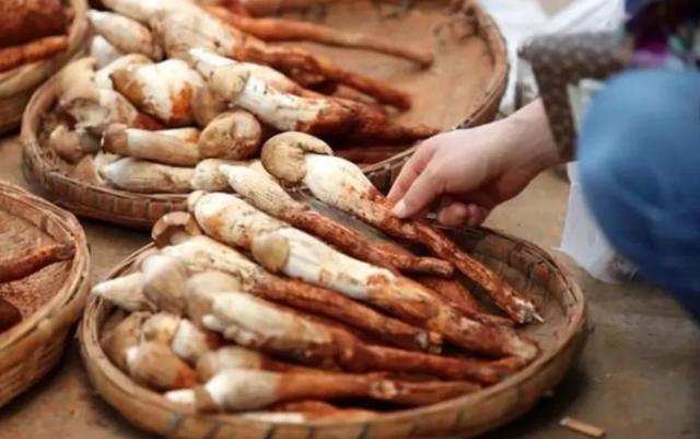 國家蘑菇地理：中國哪里的蘑菇最好吃？