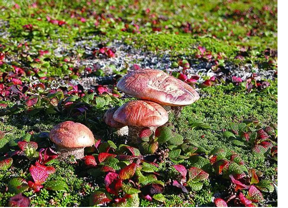 圖片關鍵詞 圖片關鍵詞